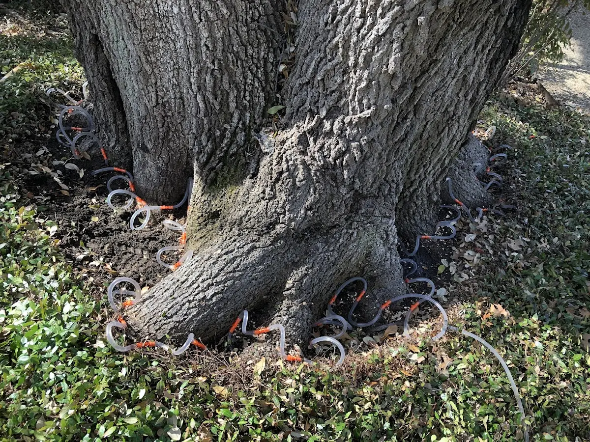 Detailed Tree Cabling and Bracing job site in Helmsburg