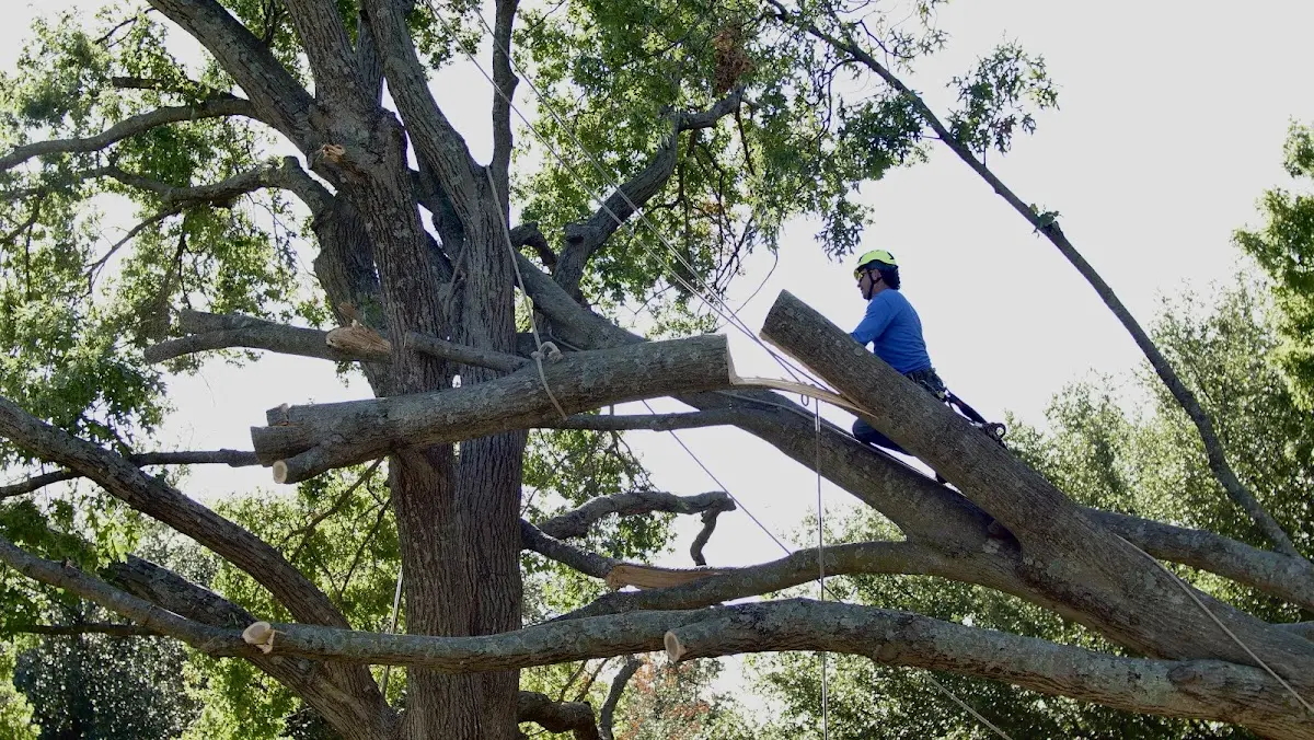 Professional Hazardous Tree Removal performed by certified arborists in Helmsburg