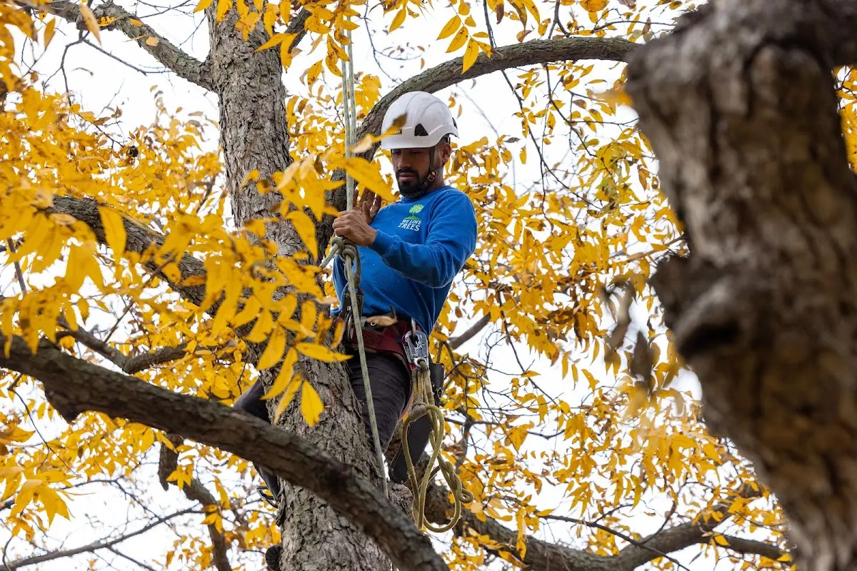 Skilled Tree Planing crew working in Helmsburg